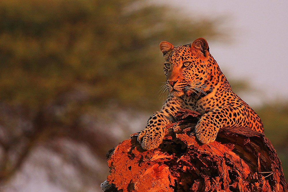 13-Day Into the Wild: Ndutu Great Migration Safari Escape Tanzania gallery image